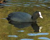 Coot 9R005D-125